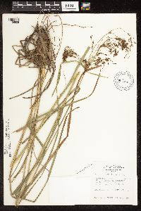 Scirpus pedicellatus image