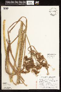 Scirpus pedicellatus image