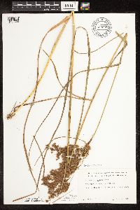 Scirpus pedicellatus image