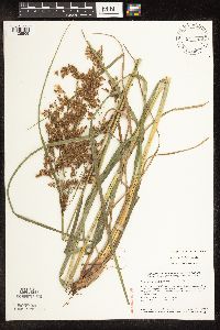 Scirpus pedicellatus image