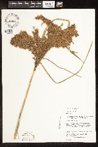 Scirpus pedicellatus image