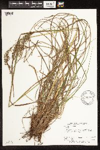 Scirpus pedicellatus image