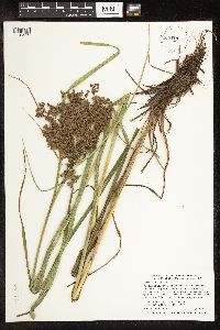 Scirpus pedicellatus image