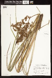 Scirpus pedicellatus image