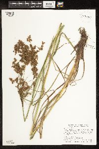 Scirpus pedicellatus image