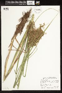 Scirpus pedicellatus image