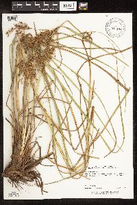 Scirpus pedicellatus image