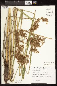 Scirpus pedicellatus image