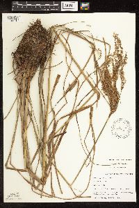 Scirpus pedicellatus image