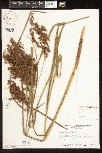 Scirpus pedicellatus image