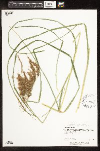 Scirpus pedicellatus image