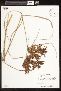 Scirpus pedicellatus image