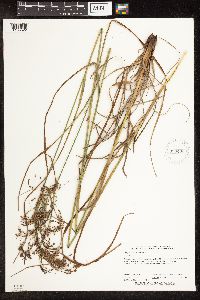 Scirpus pedicellatus image