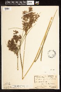 Scirpus pedicellatus image