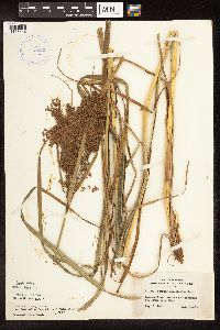 Scirpus pedicellatus image