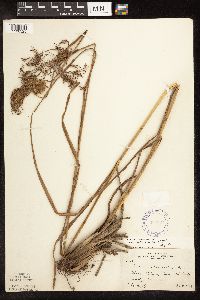 Scirpus pedicellatus image