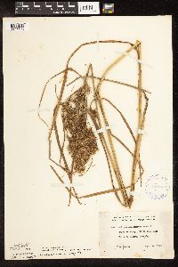 Scirpus pedicellatus image