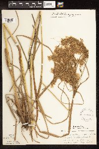 Scirpus pedicellatus image