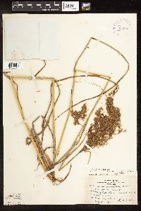 Scirpus pedicellatus image