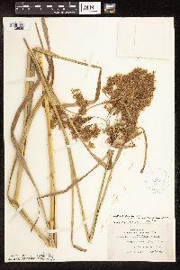 Scirpus pedicellatus image