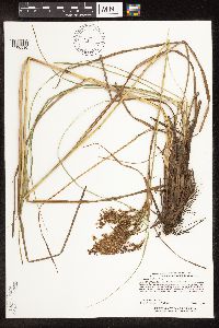 Scirpus pedicellatus image