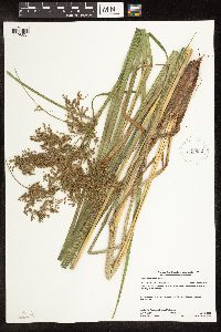 Scirpus pedicellatus image