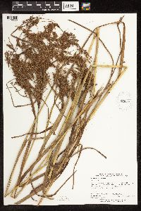 Scirpus pedicellatus image