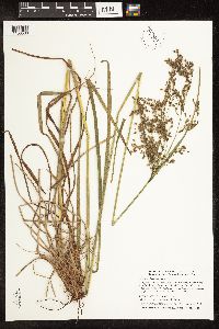 Scirpus pedicellatus image