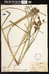 Scirpus pedicellatus image