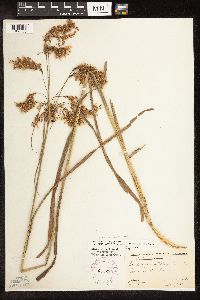 Scirpus pedicellatus image