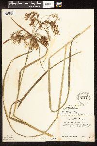 Scirpus pedicellatus image