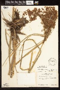 Scirpus pedicellatus image