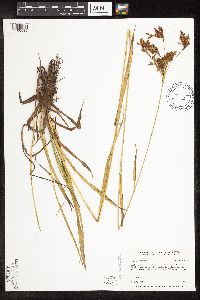 Image of Scirpus pendulus