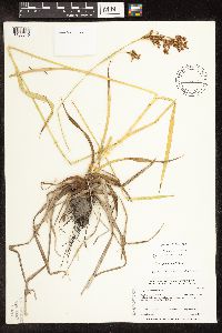 Scirpus pendulus image