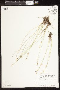 Trichophorum alpinum image