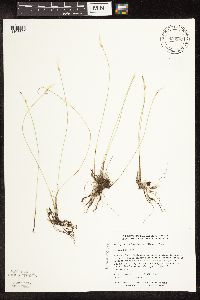 Trichophorum alpinum image