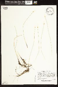 Trichophorum alpinum image
