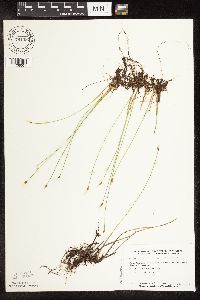 Trichophorum alpinum image