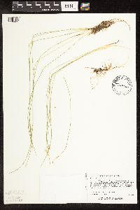 Trichophorum alpinum image