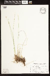 Trichophorum alpinum image