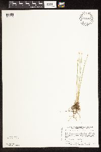Trichophorum alpinum image