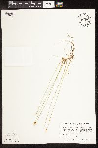Trichophorum alpinum image
