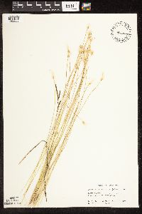 Trichophorum alpinum image