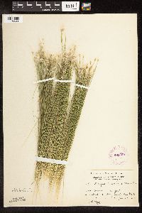 Trichophorum alpinum image