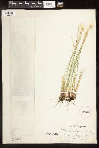 Trichophorum alpinum image