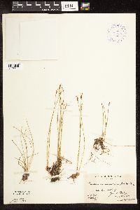 Trichophorum alpinum image