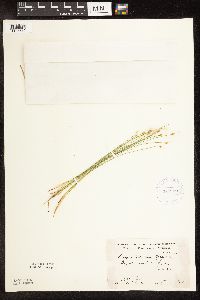 Trichophorum alpinum image