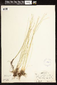 Trichophorum alpinum image
