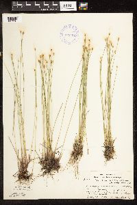 Trichophorum alpinum image
