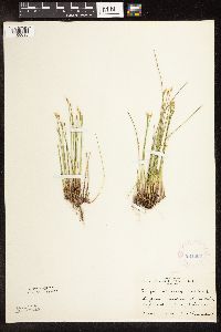Trichophorum alpinum image